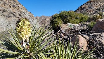 Mojave yucca, Spanish dagger